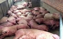 Dùng nguồn vượt thu ngân sách để hỗ trợ người chăn nuôi do dịch tả lợn châu Phi