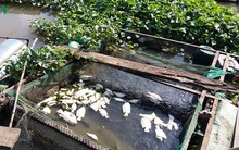 Hé lộ nguyên nhân khiến cá lồng, bè ở Tiền Giang chết hàng loạt