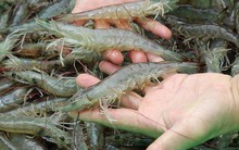 4 "ông lớn" Mỹ quan tâm đến con tôm Việt