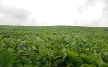 ĐHCĐ GTNfoods: Nóng chuyện miễn nhiệm nhân sự cấp cao, cổ đông đồng thuận kế hoạch kinh doanh 2019