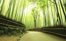 "Lạc lối" giữa mê cung xanh mướt của rừng tre Sagano: Nơi chứa đựng những âm thanh tinh túy cả Nhật Bản đều muốn bảo tồn