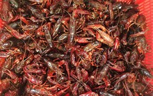 Phó Thủ tướng yêu cầu kiểm tra làm rõ tôm hùm đất được bày bán số lượng lớn