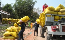 Lúa hè thu 2019: Lại loay hoay “rớt giá, khó bán”