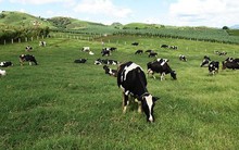 Vinamilk đã mua thêm gần 6 triệu cổ phiếu GTN, nâng tỷ lệ sở hữu tại GTNfoods lên trên 40%