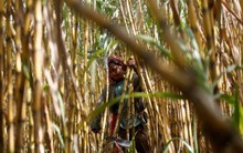 SBT: Thoái vốn Tanisugar với giá gấp 2,5 lần giá vốn, dự thu về 232 tỷ đồng