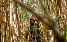 TTC Sugar (SBT) được quỹ đầu tư Đức rót 28 triệu USD thông qua cổ phiếu ưu đãi giá 30.000 đồng/cp