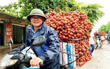 Doanh thu vải thiều Lục Ngạn phá vỡ mốc kỷ lục hơn 60 năm qua