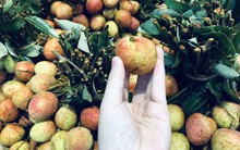 Phó TGĐ Saigon Co.op Phạm Trung Kiên: Sản xuất hữu cơ trong nước còn "yếu"!