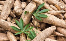 Ngành sắn nhiều nỗi lo