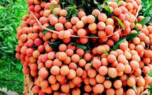 Được dự báo tăng giá gấp 3 lần năm ngoái, cùng xem giá vải ở các thành phố lớn chênh nhau như nào