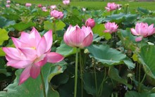 Bỏ túi hàng chục triệu mỗi ngày nhờ cho thuê đầm sen chụp ảnh