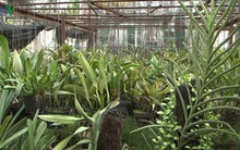 Trồng hoa lan trên 100m2 đất nông nghiệp cho thu nhập trăm triệu/năm