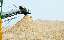 Xuất khẩu dăm gỗ: Đứng đầu thế giới nhưng không “cầm trịch”