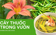 Loại hoa "siêu chảnh" năm nở 1 lần, nửa triệu/kg vẫn cháy hàng nhờ tác dụng chữa mất ngủ, động thai, viêm gan cực hiệu quả