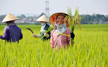 Vinaseed (NSC) báo lãi 115 tỷ đồng nửa đầu năm, giảm 7% so với cùng kỳ