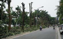 Hé lộ lý do chuyển 108 cây hoa sữa từ Hồ Tây về bãi rác Nam Sơn