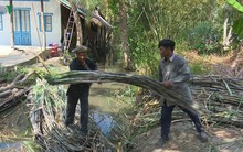 Nông dân Hậu Giang gặp khó trong tiêu thụ mía