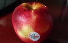 Vì sao táo ngoại để được lâu, khi rửa thẩy vỏ nhớt?