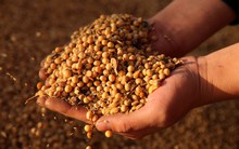 Tỏ ra cứng rắn khi đàm phán nhưng các công ty Trung Quốc đang gửi đơn yêu cầu Bắc Kinh miễn thuế cho nông sản nhập khẩu từ Mỹ