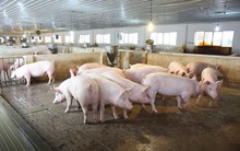 Trước thềm niêm yết trên HoSE, Dabaco báo lãi quý 2 sụt giảm 91%