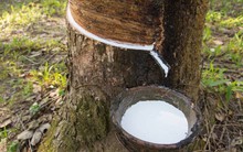 Xuất khẩu cao su tăng mạnh trong nửa đầu tháng 7/2019