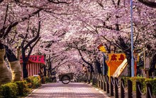 Vietravel Hà Nội bị Nhật Bản đình chỉ khỏi danh sách đại diện xin visa