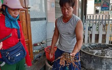 Nuôi tôm hùm tự phát vỡ qui hoạch
