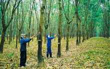 Cao su Quảng Nam (VHG) dời ngày Tổ chức ĐHĐCĐ lần 2 do không đủ tỷ lệ cổ đông tham dự