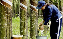 Xuất khẩu cao su tháng 6 tăng mạnh