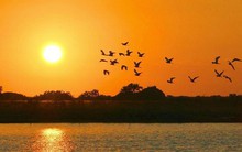 Điện mặt trời và cuộc đua "săn" ưu đãi