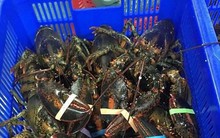 Thực hư tôm hùm Alaska có giá chỉ 170.000 đồng/kg