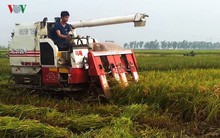 Giá lúa tăng, nhưng nông dân Trà Vinh vẫn lãi ít, vì năng suất kém