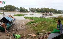 Mùa nước nổi về trễ, người dân An Giang mất nguồn thu