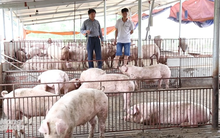 Người nuôi lợn phía Bắc bắt đầu có lãi