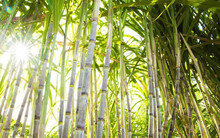 Thị giá giảm sâu, Thành Thành Công Biên Hòa (SBT) vẫn muốn bán 61 triệu cổ phiếu quỹ