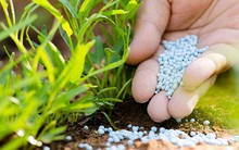 Rà soát cuối kỳ biện pháp tự vệ đối với phân bón DAP và MAP nhập khẩu