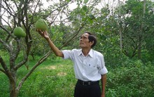 Đặc sản thanh trà Huế mất mùa nặng