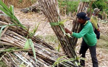 Mía ngọt, đường đắng và nỗi lòng bà con nông dân trước cánh cửa hội nhập