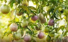 Nafoods Group (NAF): Nửa đầu năm đạt lợi nhuận 45,4 tỷ, chuyển đổi dòng sản phẩm và thị trường xuất khẩu chủ lực