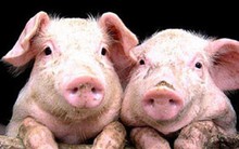 Đối thủ mạnh của Masan MeatLife cũng "sấp mặt" với dịch tả, lợi nhuận nửa đầu năm C.P Vietnam giảm phần ba so với cùng kỳ