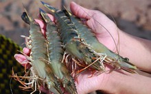 Hàng trăm tấn hải sản mắc kẹt vì Trung Quốc “siết” thủ tục hải quan