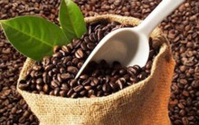 Giá cà phê trong nước tăng do mưa lớn kéo dài