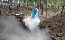 Bình Phước: Tiêu hủy hơn 3 tấn heo dương tính bệnh tả heo Châu Phi
