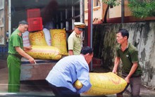 Tiêu hủy hơn 1.600kg quả trám trắng nhập lậu từ Trung Quốc