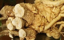 Sự thật về loại “nhân sâm của người nghèo”, trị bách bệnh đang được người Việt săn đón nhiều nhất