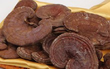 Một nửa sự thật bị che giấu về nấm linh chi - "thần dược" nhiều bệnh nhân ung thư tin dùng