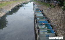 Chuẩn bị thả cá Koi Nhật và cá chép Việt xuống sông Tô Lịch và Hồ Tây