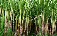 Bà Huỳnh Bích Ngọc đăng ký mua 35 triệu cổ phiếu SBT