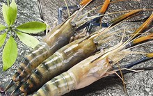 ABT chuyển nhượng quyền mua cổ phần Thực phẩm Sao Ta cho PAN foods với giá 2 VNĐ/quyền mua