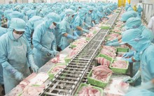 Ngành cá tra nếm "trái đắng" vì phát triển quá nóng